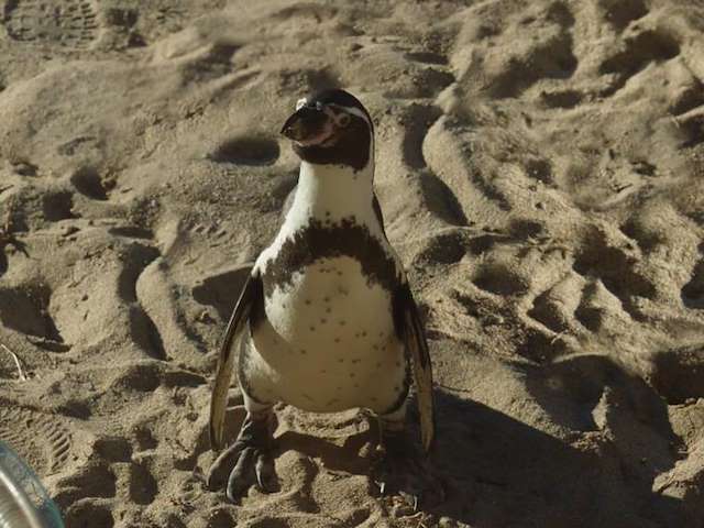 Cartel Lo que aprendí de mi pingüino