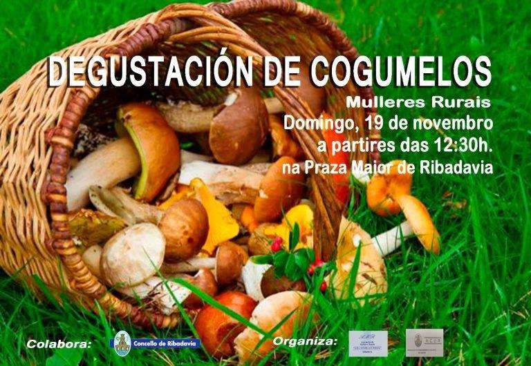 Degustación de Cogumelo en Ribadavia