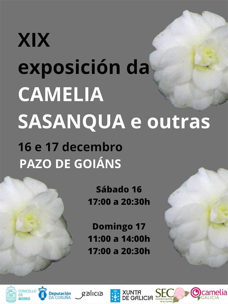 XIX Exposición da Camelia Sasanqua e Outras Especies en Boiro