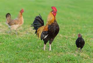 Feira do Capón en Vilalba
