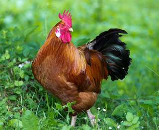 Feira do Capón en Vilalba