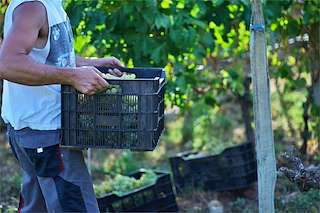 Fechas, información, programa, cartel, imágenes, mapa y ubicación de Adega Gandarela  en  Toén