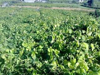 Fechas, información, programa, cartel, imágenes, mapa y ubicación de Adegas Terra de Asorei  en  Meis