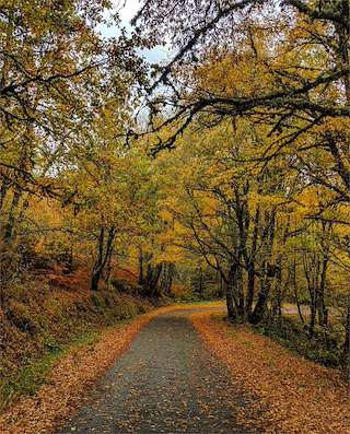Fechas, información, programa, cartel, imágenes, mapa y ubicación de Bidueiral de Montederramo (2024)