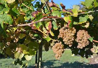 Fechas, información, programa, cartel, imágenes, mapa y ubicación de Bodega 1537 Terra  en  O Rosal