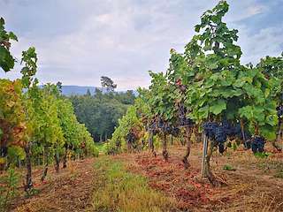 Fechas, información, programa, cartel, imágenes, mapa y ubicación de Bodega Adega Ferreiros  en  Coles