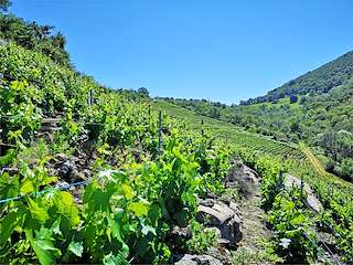 Fechas, información, programa, cartel, imágenes, mapa y ubicación de Bodega Adega Sollío  en  A Teixeira