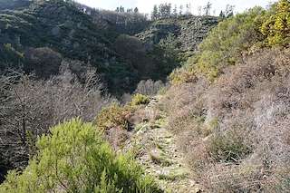 Fechas, información, programa, cartel, imágenes, mapa y ubicación de Bosque de Carballido (2023)  en  A Fonsagrada