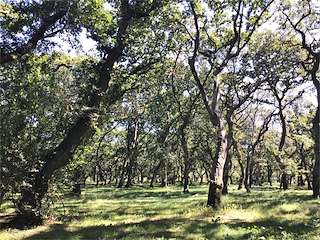 Fechas, información, programa, cartel, imágenes, mapa y ubicación de Carballeira de Baio  en  Zas