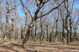 Fechas, información, programa, cartel, imágenes, mapa y ubicación de Carballeira de Barcia  en  Lalín