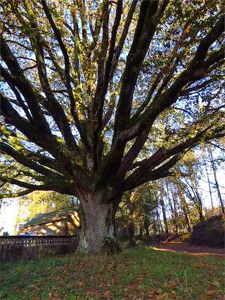 Fechas, información, programa, cartel, imágenes, mapa y ubicación de Carballo de Luxís  en  Castro de Rei