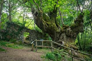 Fechas, información, programa, cartel, imágenes, mapa y ubicación de Castiñeiro de Entrambosríos (2023)  en  Parada de Sil