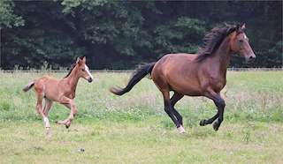 Fechas, información, programa, cartel, imágenes, mapa y ubicación de Club Hípico Granxa do Souto  en  Ortigueira