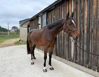 Fechas, información, programa, cartel, imágenes, mapa y ubicación de CR Sport Horses  en  Abegondo