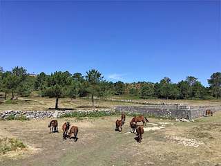 Fechas, información, programa, cartel, imágenes, mapa y ubicación de Curro da Valga  en  Oia