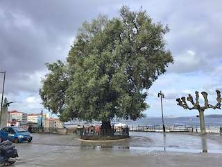 Fechas, información, programa, cartel, imágenes, mapa y ubicación de El Olivo (2023)  en  Vigo