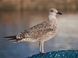 Fechas, información, programa, cartel, imágenes, mapa y ubicación de Observatorio de Aves de Lagoa de San Pedro  en  O Porto do Son
