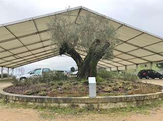 Fechas, información, programa, cartel, imágenes, mapa y ubicación de Olivo Centenerio  en  Mos