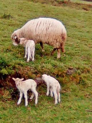 Fechas, información, programa, cartel, imágenes, mapa y ubicación de Parque Temático Aldea Nova  en  Narón