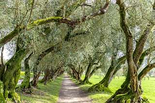 Fechas, información, programa, cartel, imágenes, mapa y ubicación de Pazo Santa Cruz de Rivadulla (2021)  en  Vedra