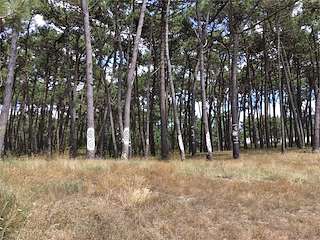 Fechas, información, programa, cartel, imágenes, mapa y ubicación de Piñeiral Castrexo do Puntal (2022)  en  A Guarda