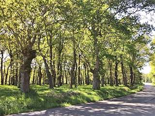 Fechas, información, programa, cartel, imágenes, mapa y ubicación de Robledal de San Paio  en  Cospeito