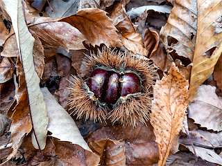 Fechas, información, programa, cartel, imágenes, mapa y ubicación de Ruta Europea de la Castaña  en  Riós