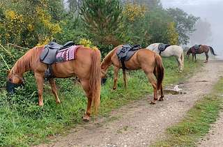 Fechas, información, programa, cartel, imágenes, mapa y ubicación de Rutas a Caballo por el Camino The Pilgrim Horse  en  Sarria