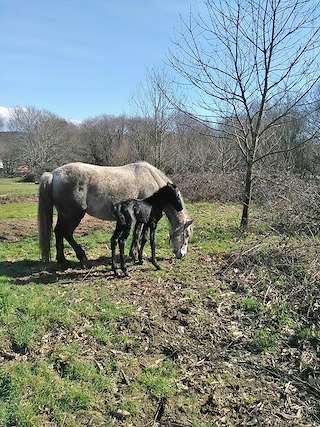 Fechas, información, programa, cartel, imágenes, mapa y ubicación de Rutas a Caballo Rancho Chico  en  Ordes