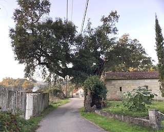 Fechas, información, programa, cartel, imágenes, mapa y ubicación de Sobreiras Centenarias de Entenza  en  Salceda de Caselas