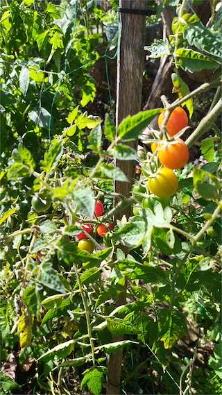 Fechas, información, programa, cartel, imágenes, mapa y ubicación de Visitas Guiadas A Horta de Adelina  en  O Grove