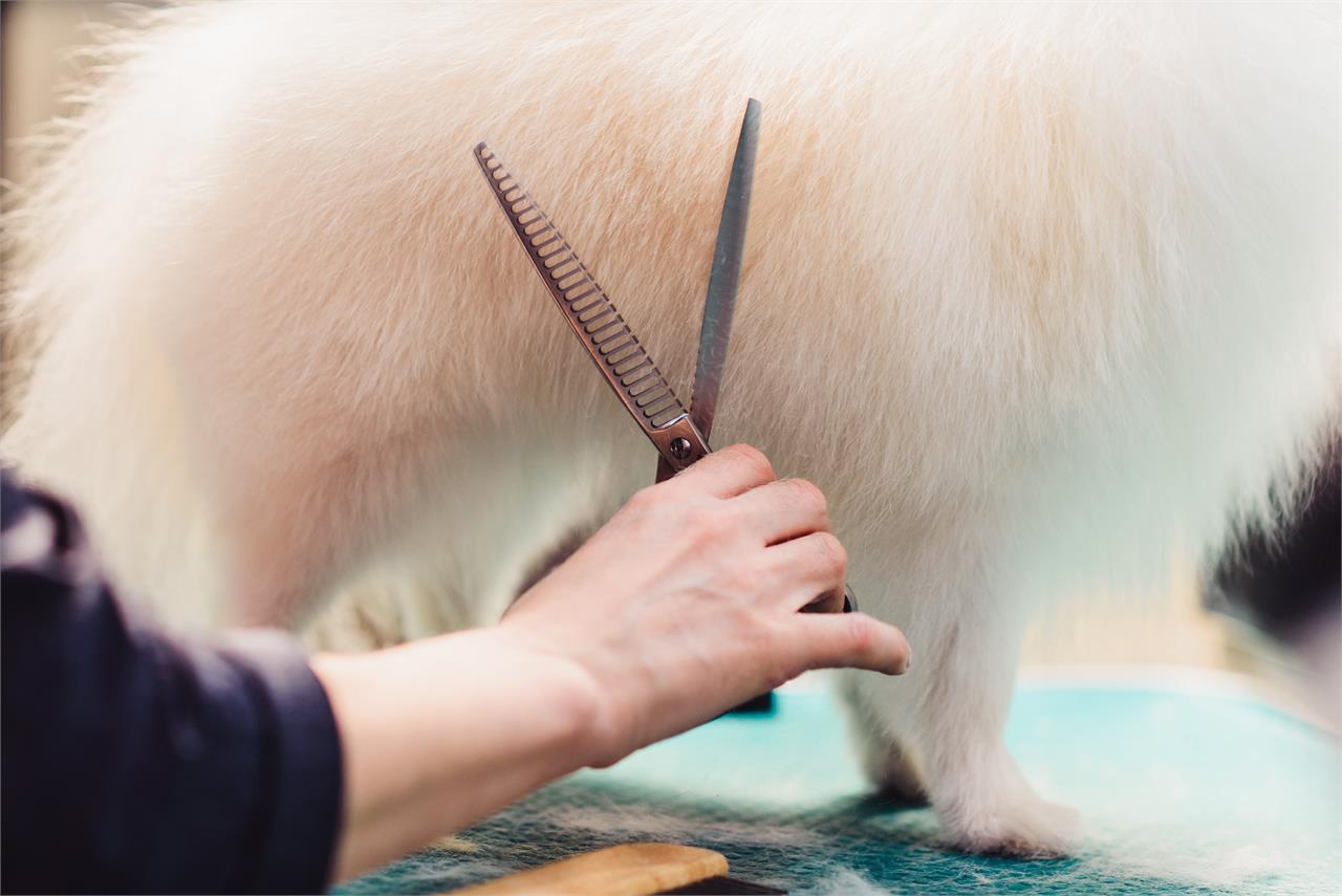 7 Técnicas de estética canina que quizás no conozcas - Imagen 3