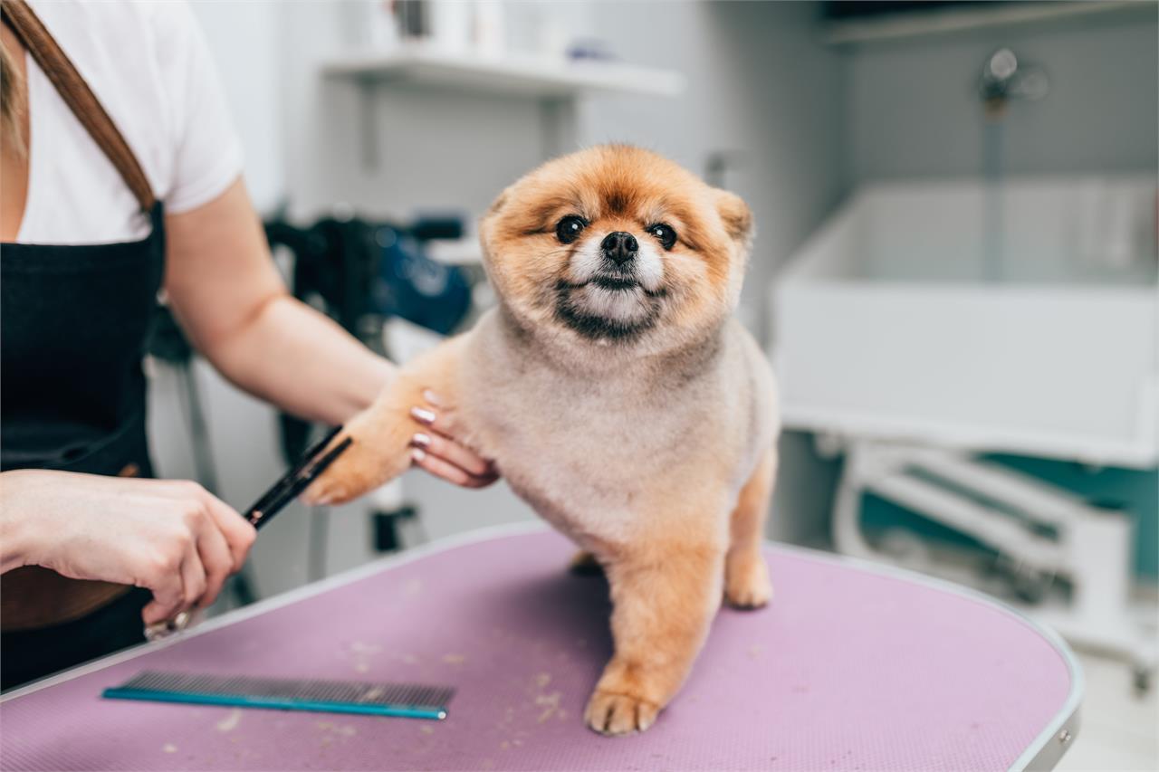 7 Técnicas de estética canina que quizás no conozcas - Imagen 4