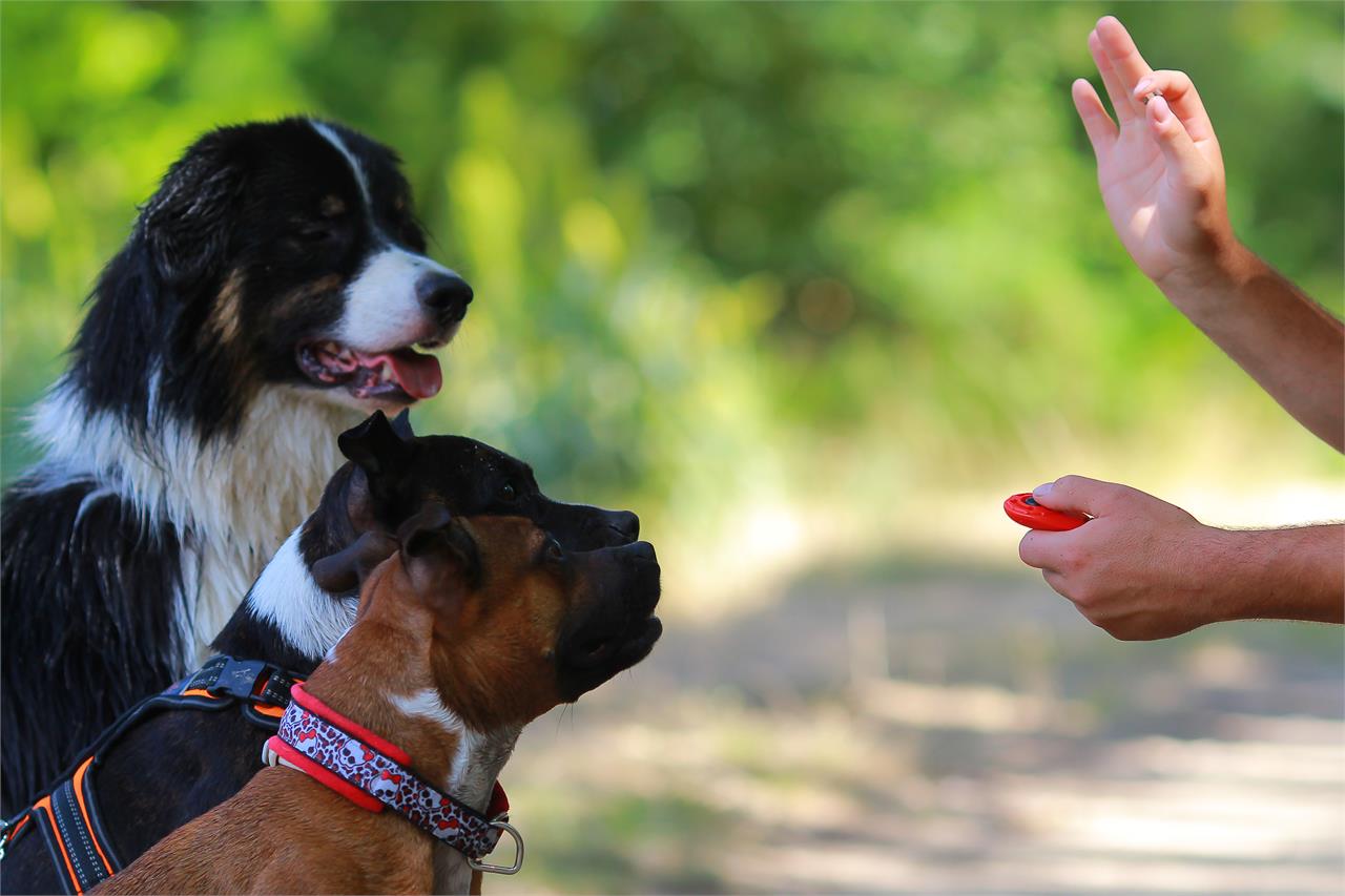 ¿Cómo adiestrar a un perro desde cachorro? Consejos y trucos