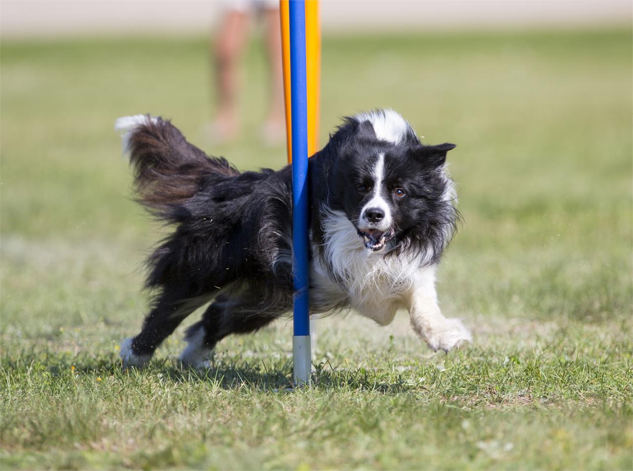 ¿Cómo adiestrar a un perro desde cachorro? Consejos y trucos - Imagen 1