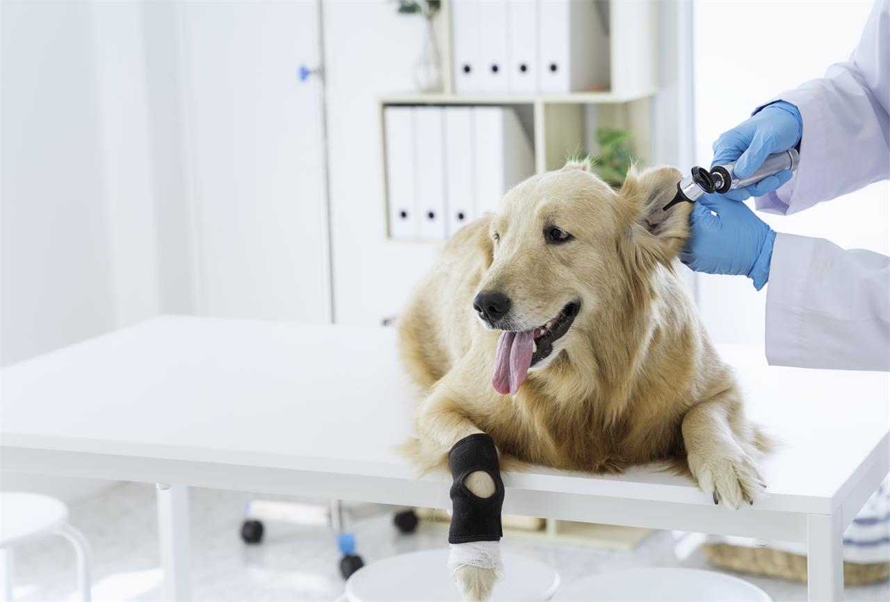 ¿Cuáles son las enfermedades más comunes en los perros?