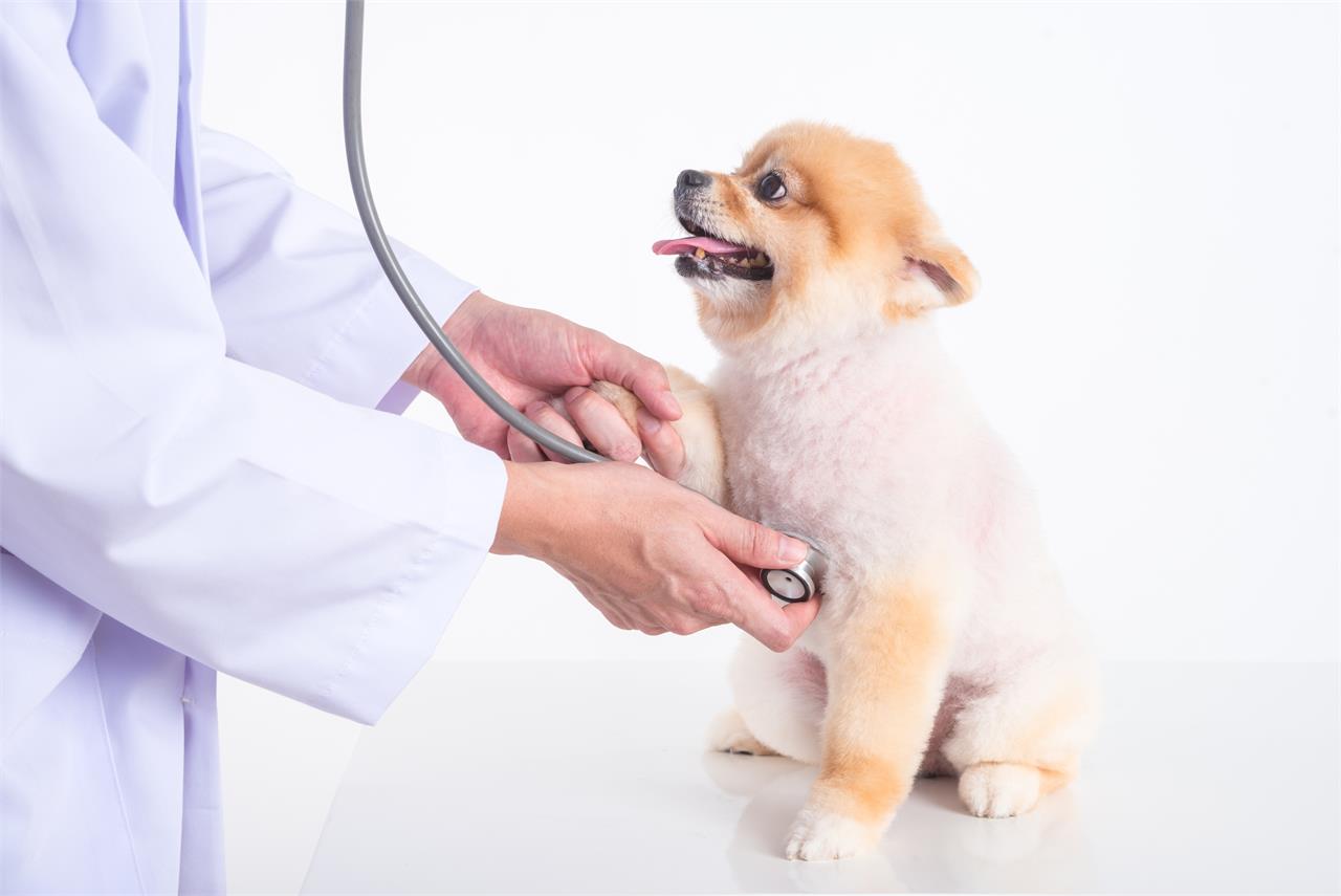 ¿Cuáles son las enfermedades más comunes en los perros? - Imagen 1