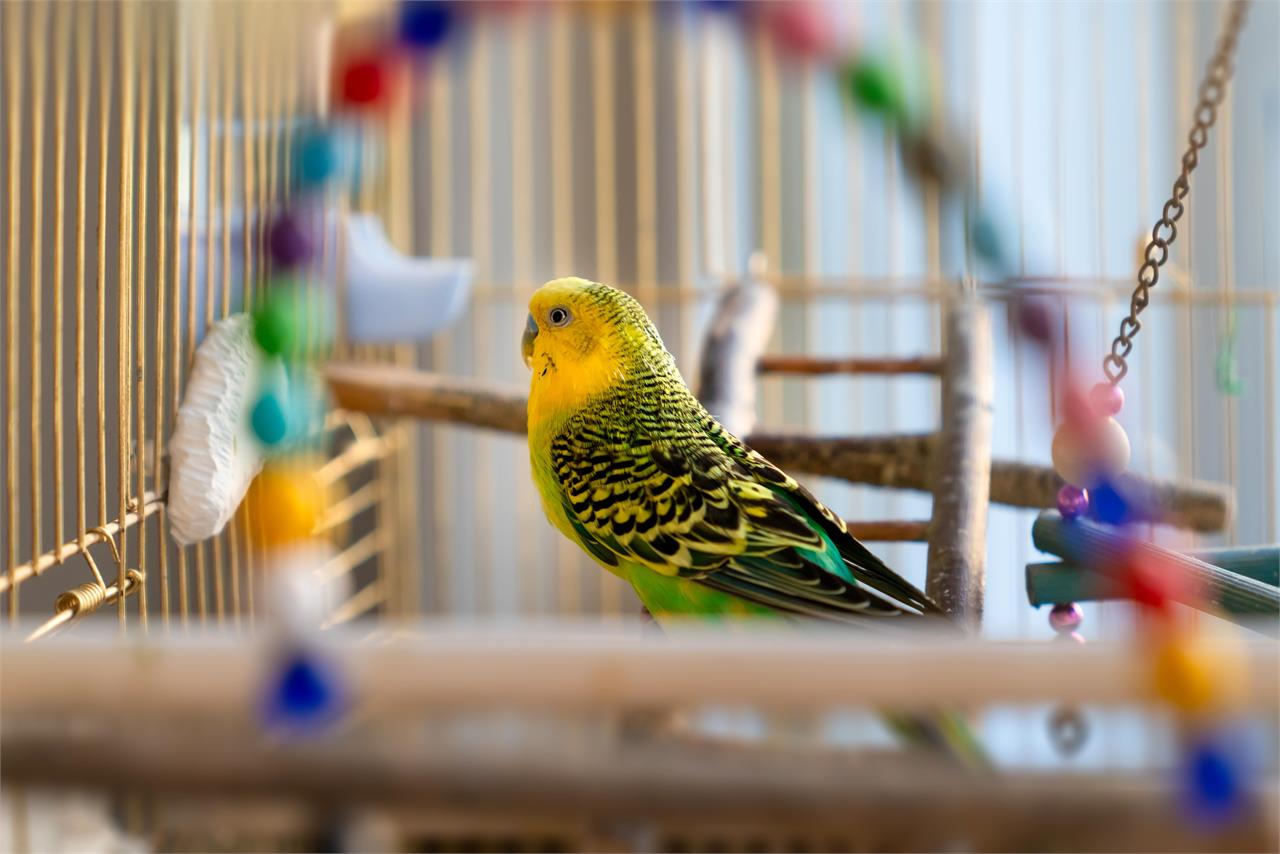 ¿Cuáles son los mejores pájaros para tener como mascota?