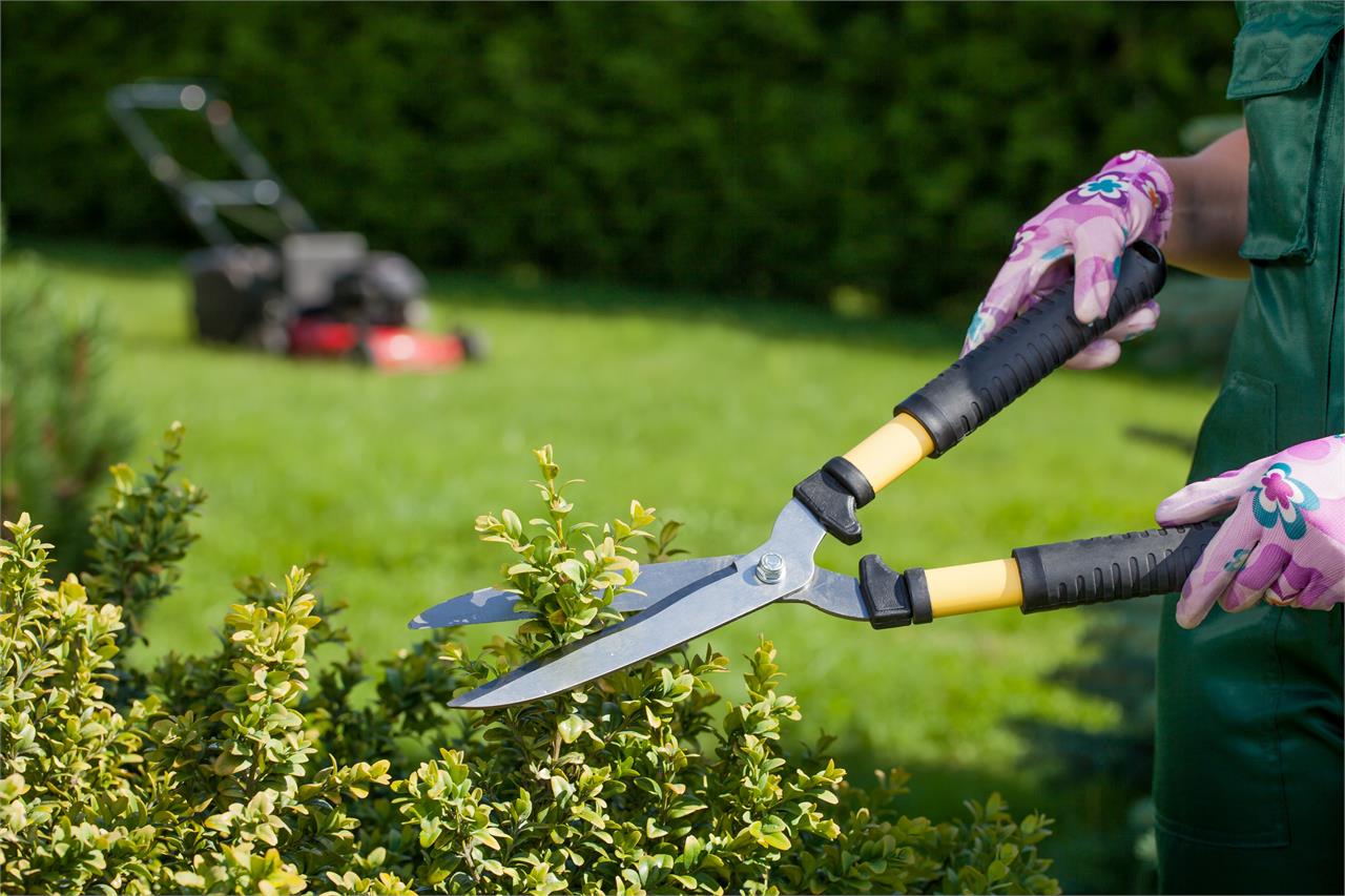 10 consejos para el mantenimiento y cuidado de tu jardín - Imagen 2