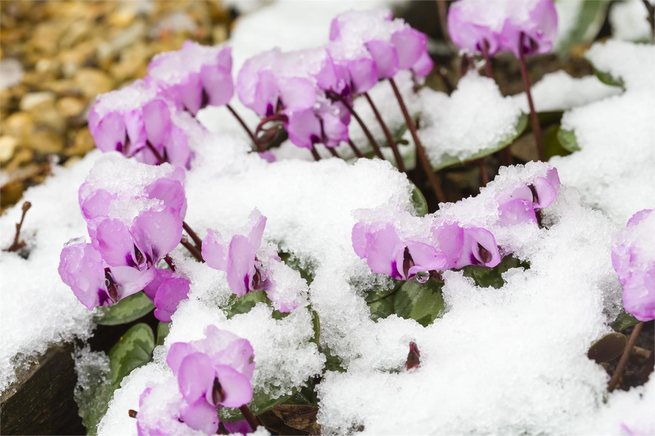 Las plantas y flores que mejor aguantan el frío en invierno