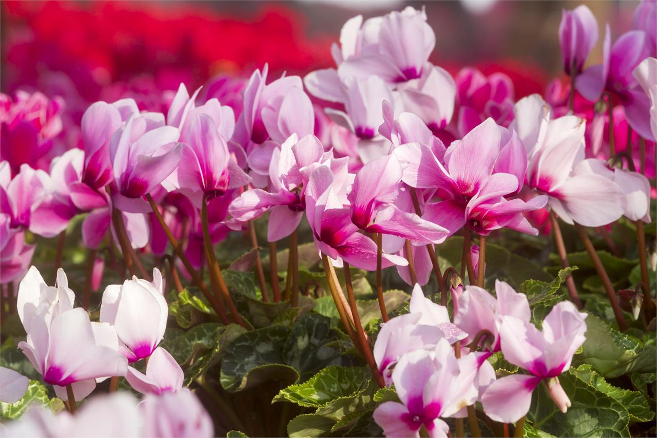 Las plantas y flores que mejor aguantan el frío en invierno - Imagen 1