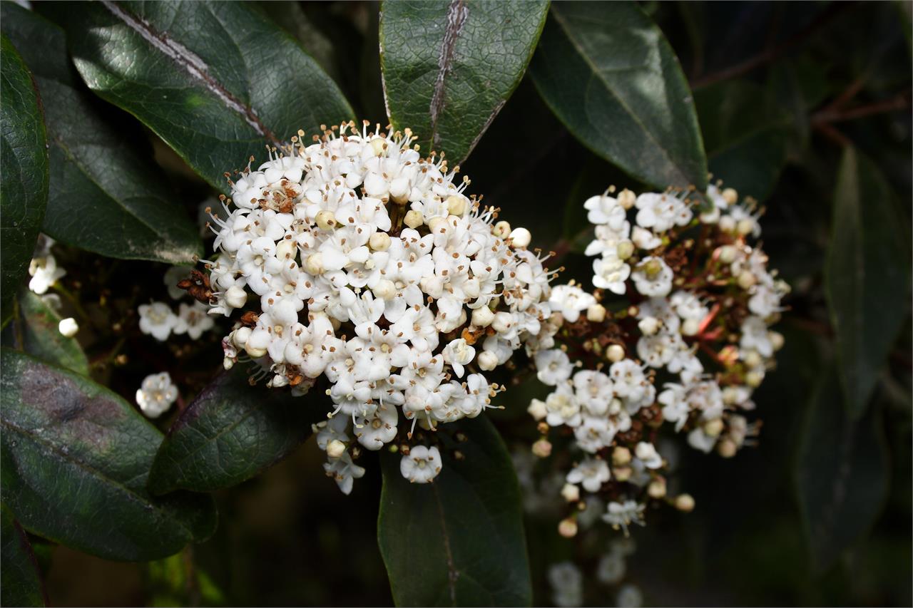 Las plantas y flores que mejor aguantan el frío en invierno - Imagen 2