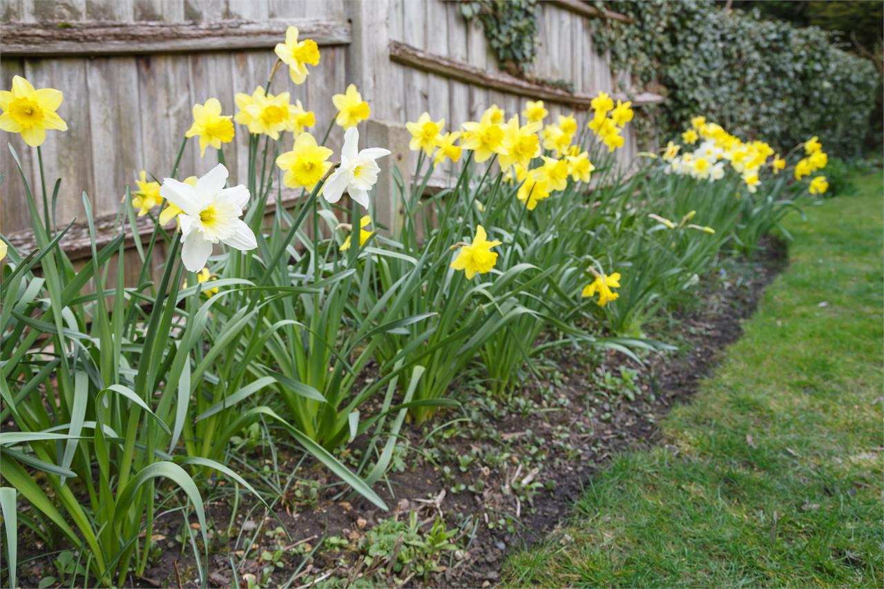 Las plantas y flores que mejor aguantan el frío en invierno - Imagen 3