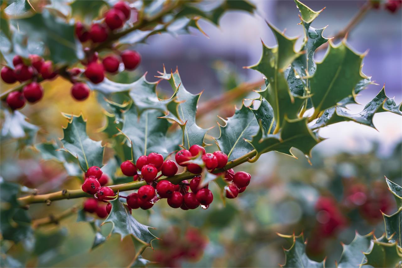 Las plantas y flores que mejor aguantan el frío en invierno - Imagen 6