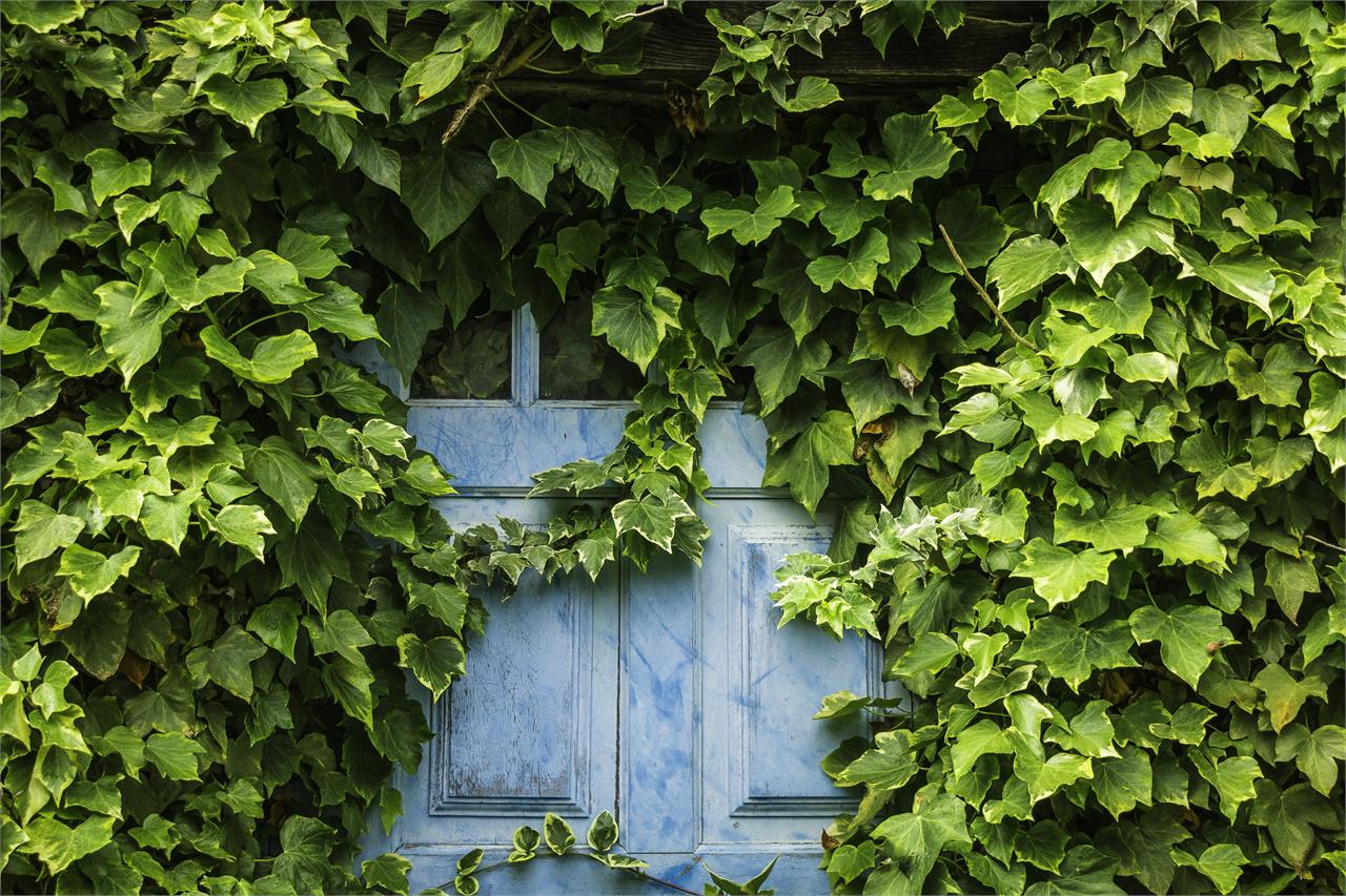 Las plantas y flores que mejor aguantan el frío en invierno - Imagen 7