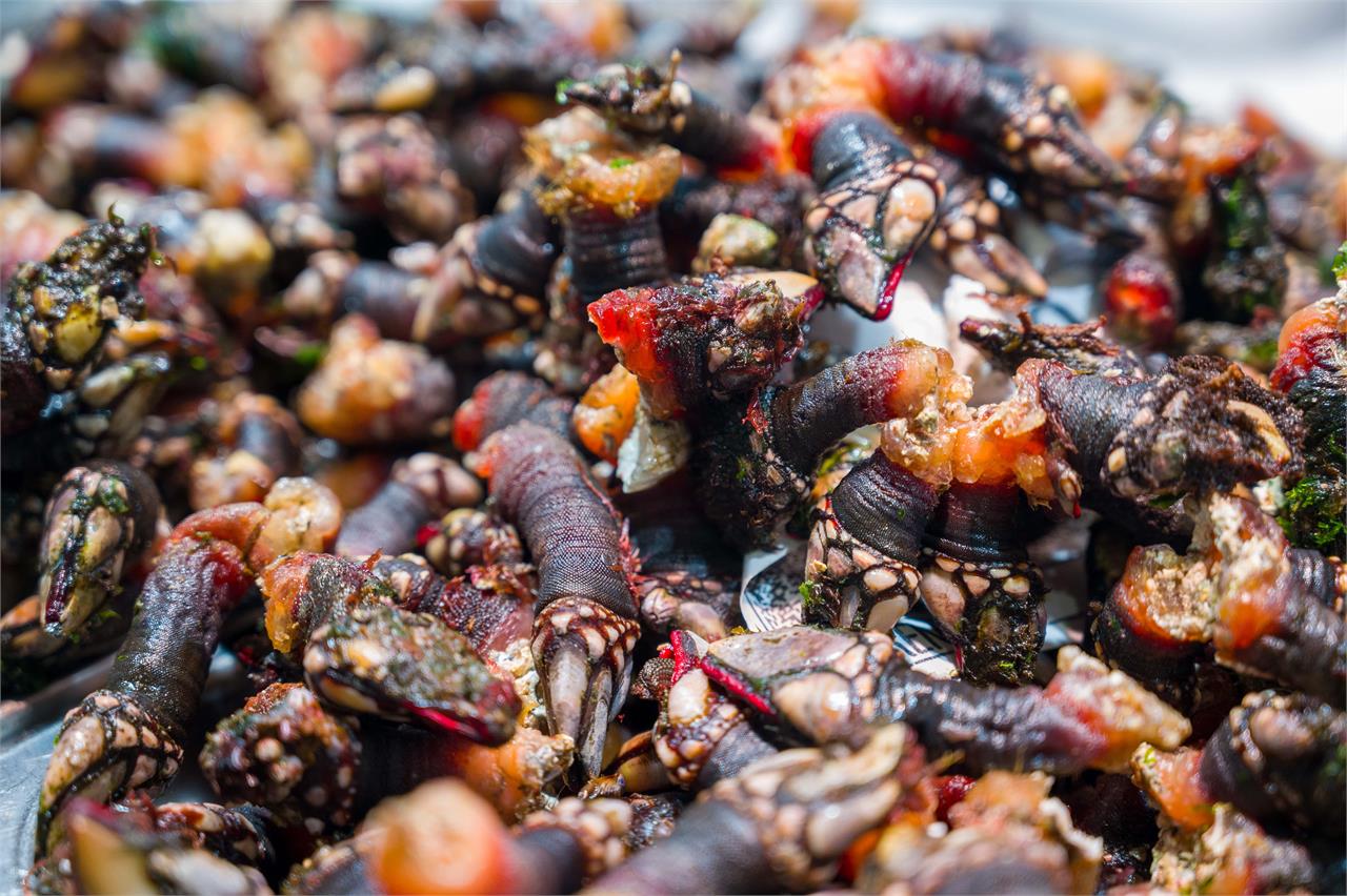 Mariscos que tienes que probar en Galicia sí o sí - Imagen 1