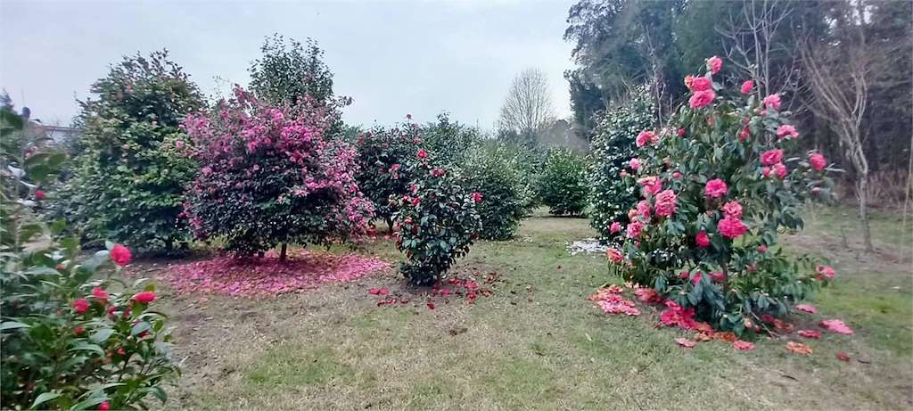 A Casa das Camelias en Boiro