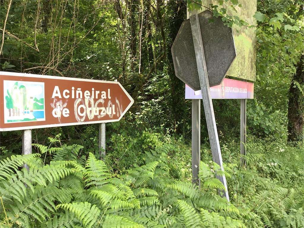 Aciñeiral de Cruzul en Becerreá
