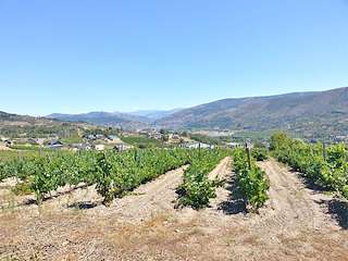 Fechas, información, programa, cartel, imágenes, mapa y ubicación de Adega Avelina SAT  en  Vilamartín de Valdeorras