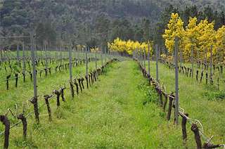 Fechas, información, programa, cartel, imágenes, mapa y ubicación de Adega do Demo  en  Toén